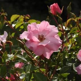 Bonica Shrub Rose (Rosa Bonica) 1